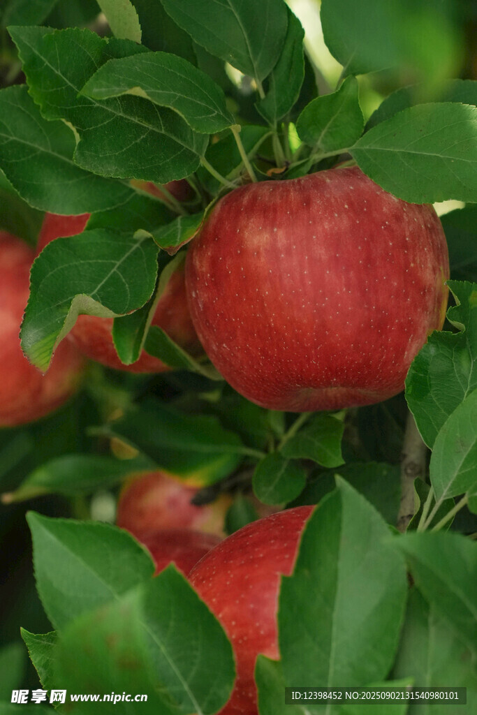 枝頭紅蘋果