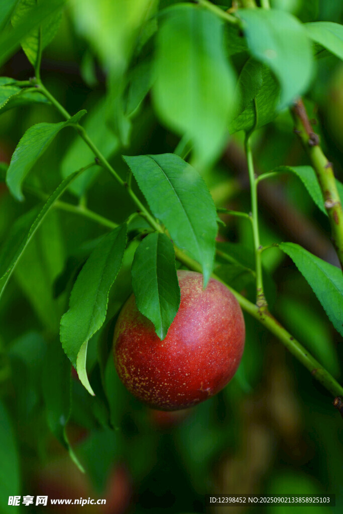 枝頭紅果