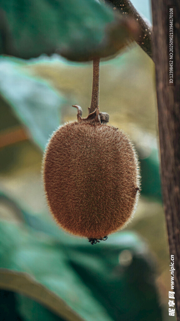 掛在枝頭的新鮮獼猴桃