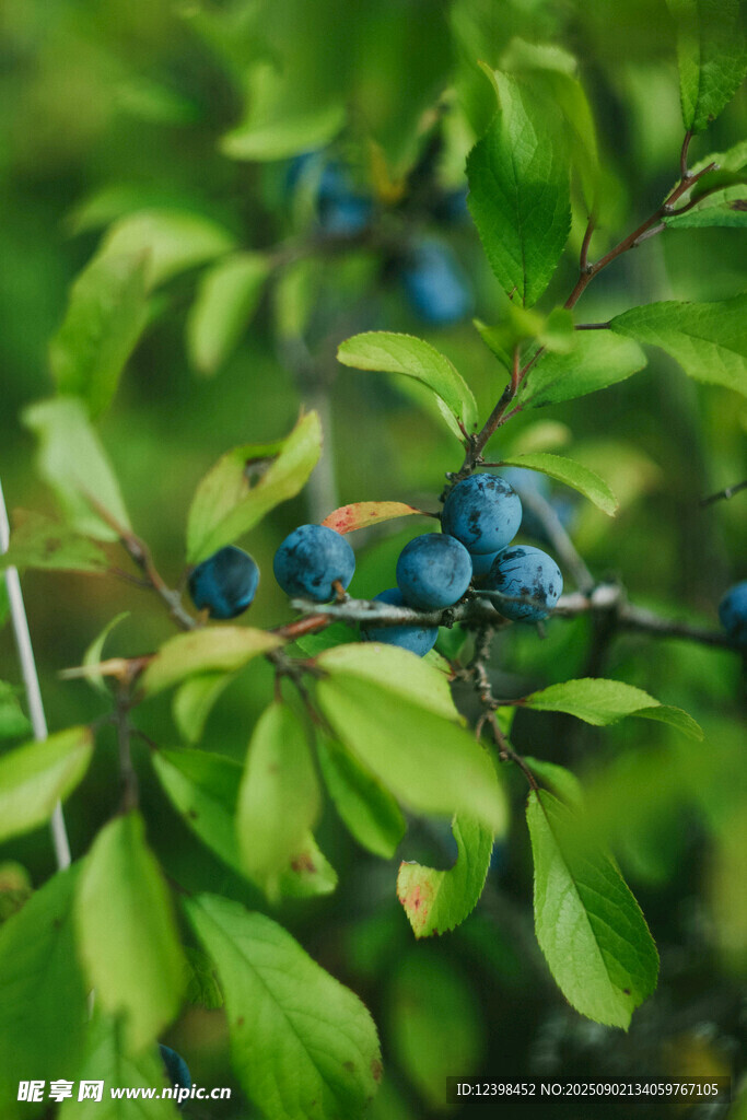 枝頭藍果綠葉相映成趣