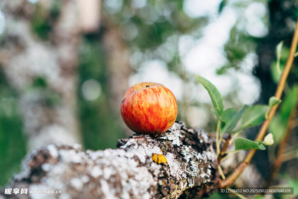 樹枝上的紅蘋果