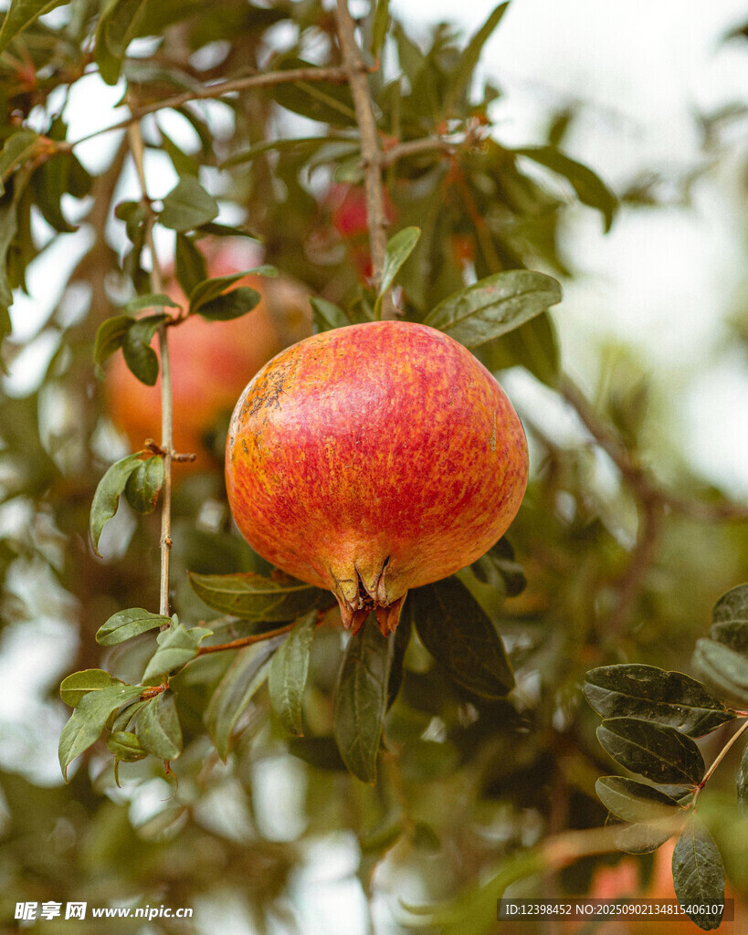 枝頭紅石榴