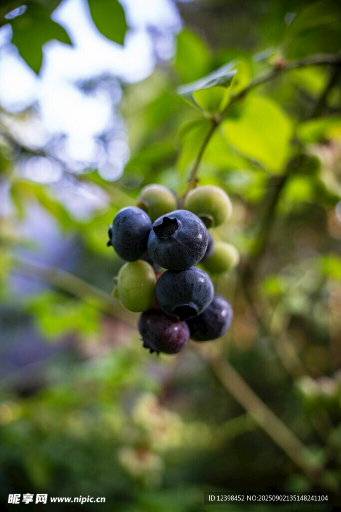 枝頭飽滿的新鮮藍(lán)莓