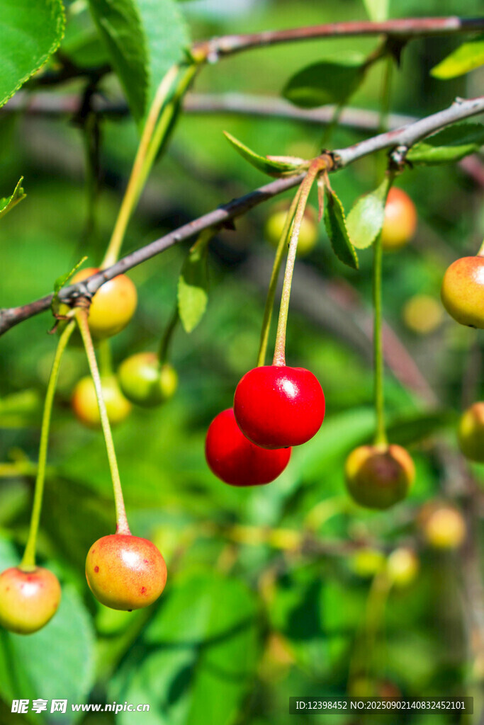 枝頭紅櫻桃與綠葉相伴