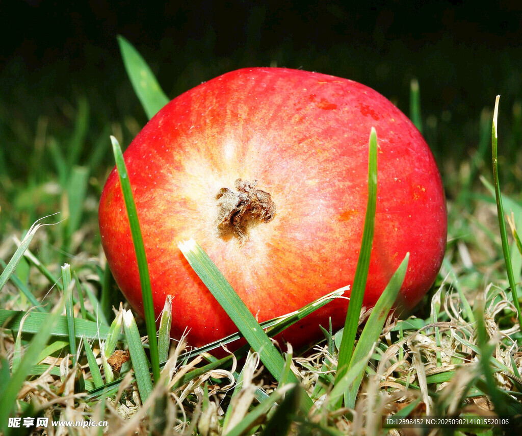草地上的紅蘋(píng)果