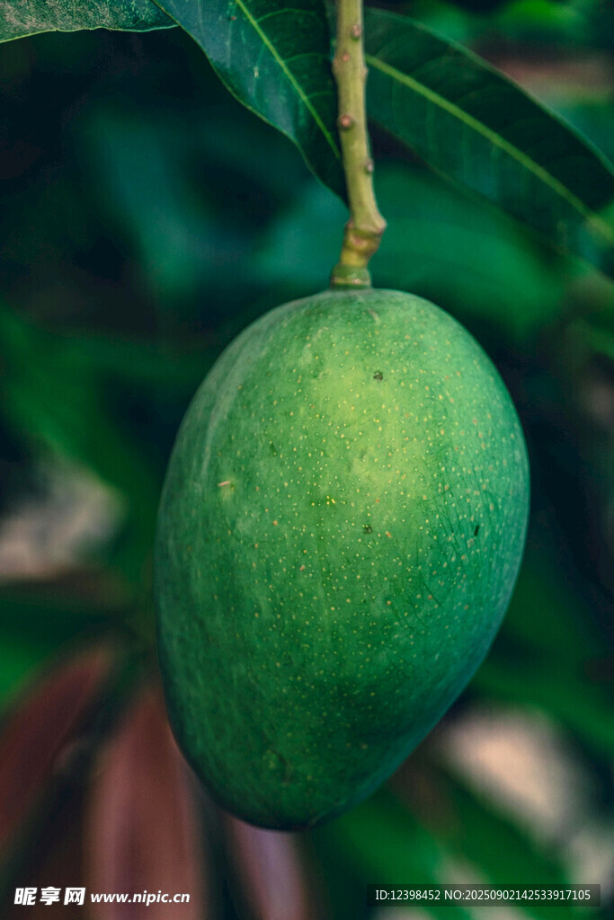 青芒果掛在枝頭
