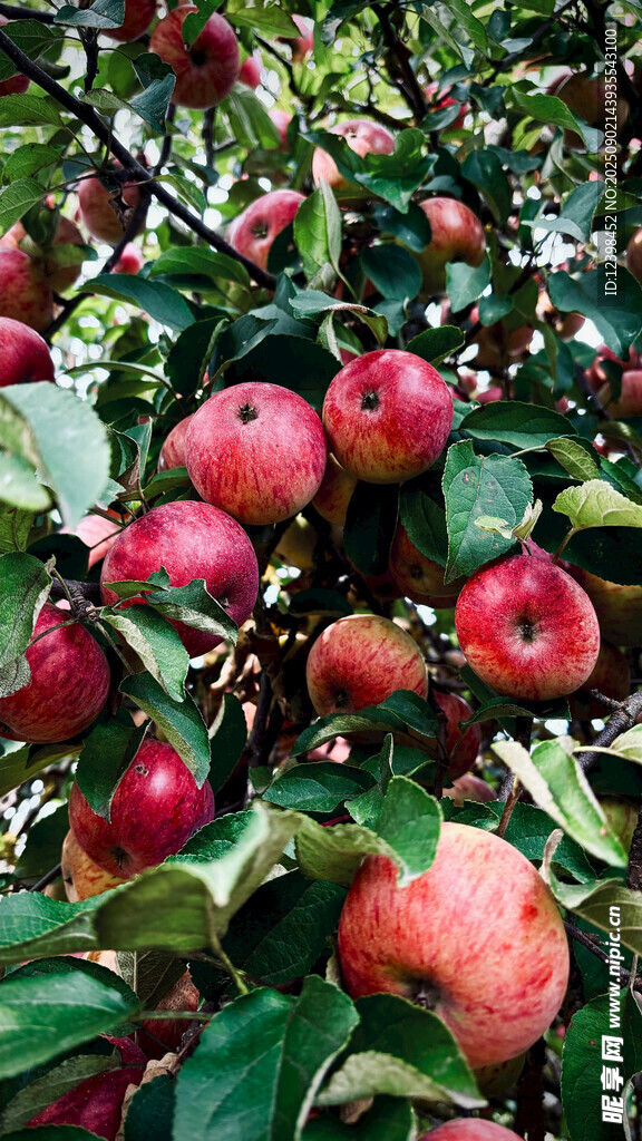 枝頭紅蘋果