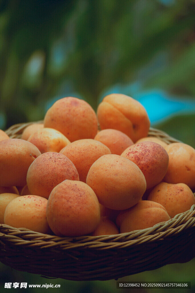 籃子里的新鮮杏子