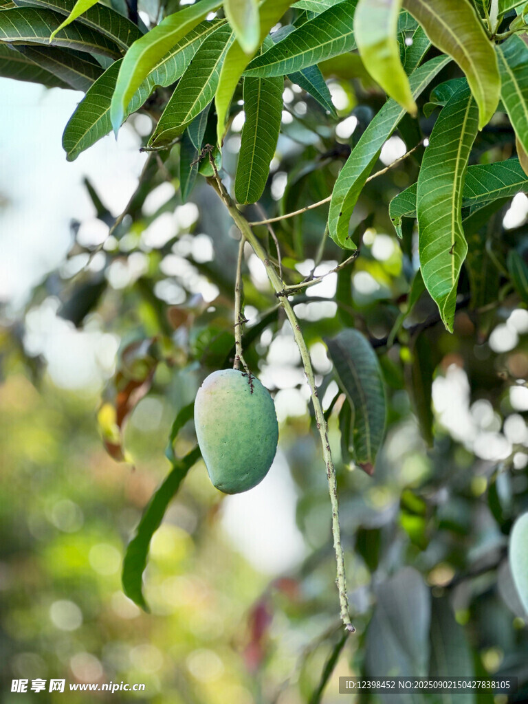 枝頭青芒