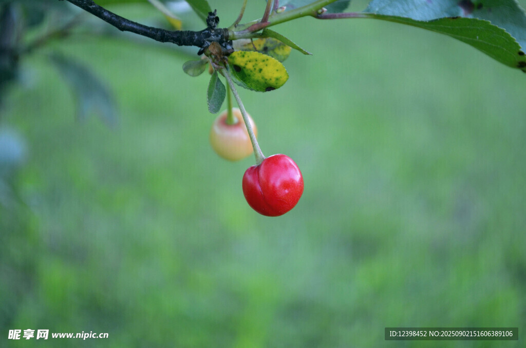 枝頭紅櫻桃