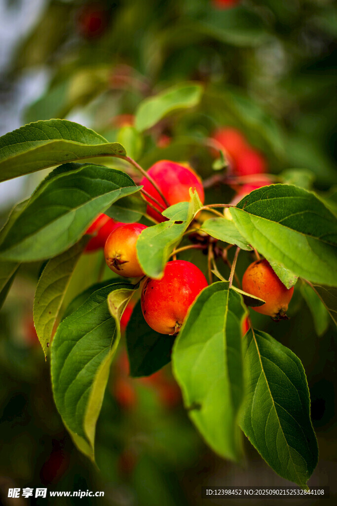 枝頭紅果綠葉相映成趣