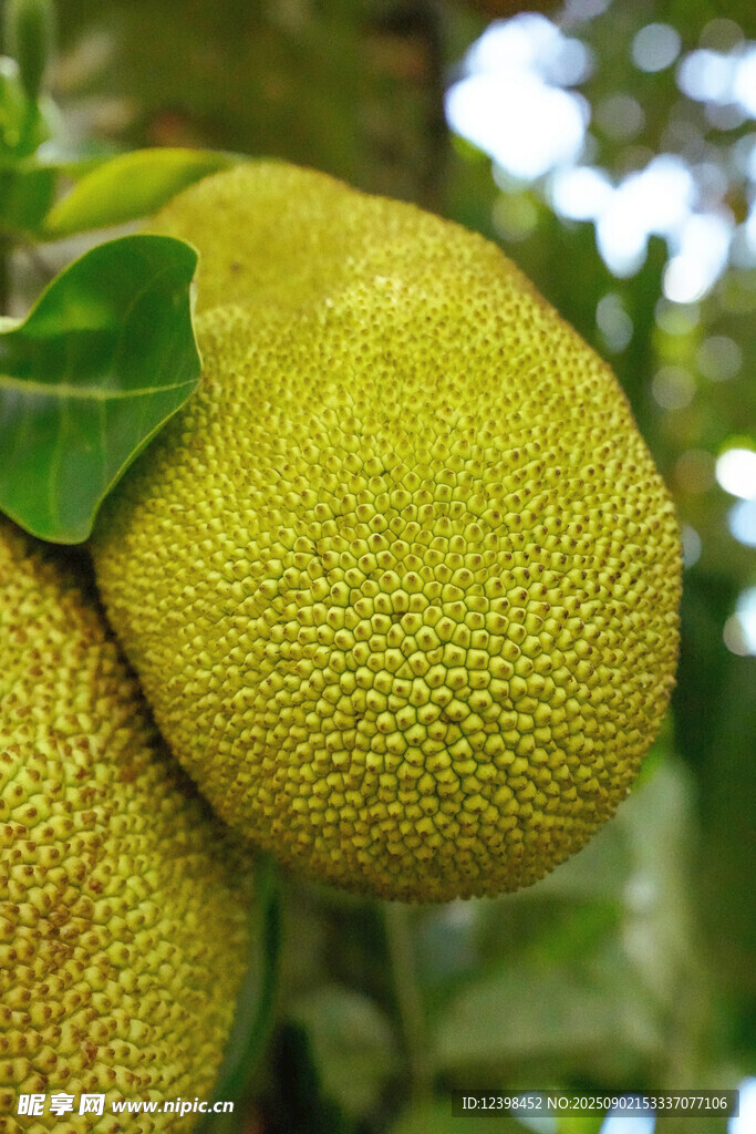 樹(shù)上的飽滿菠蘿蜜