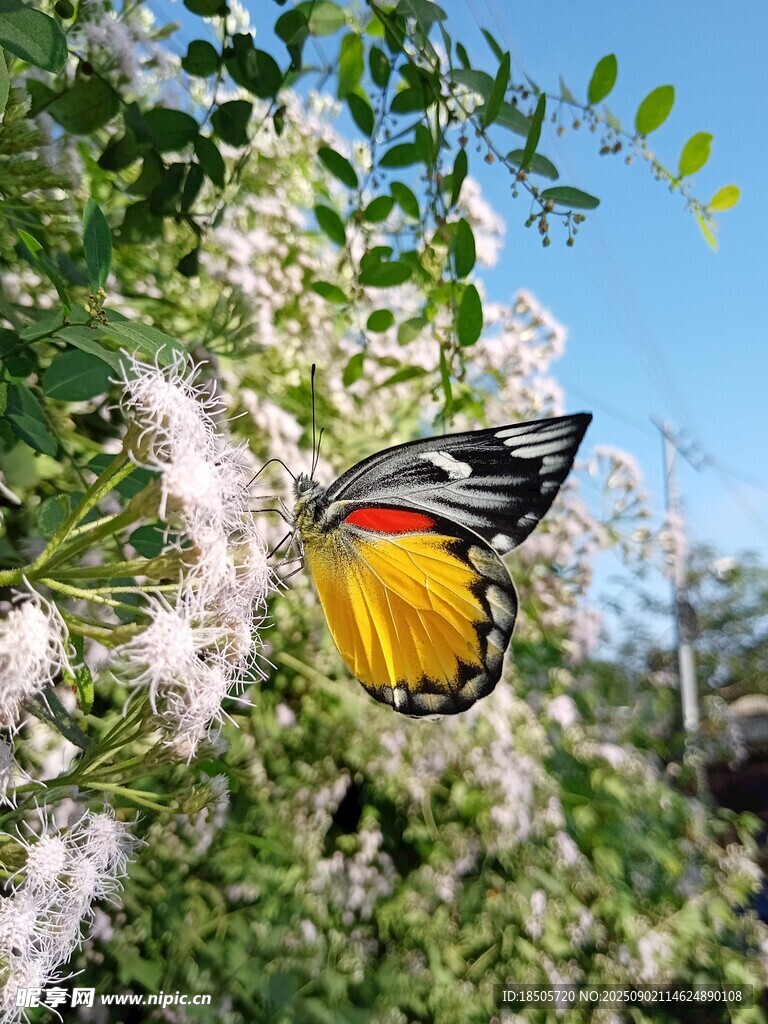 彩蝶停駐繁花間