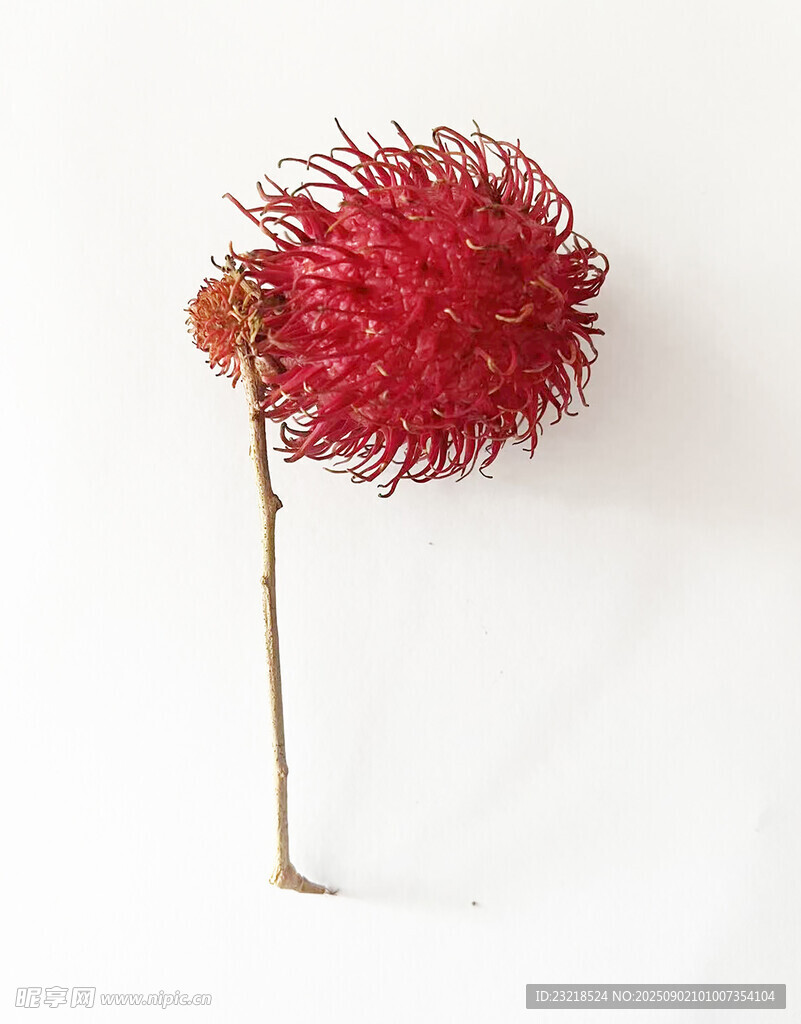 紅毛丹
