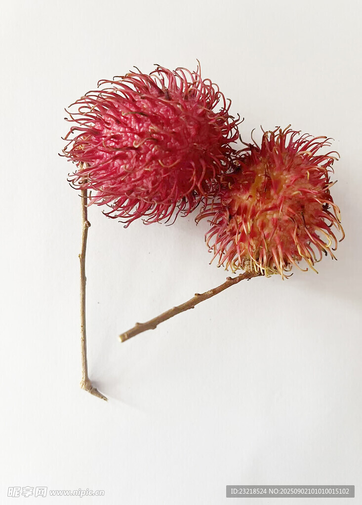 紅毛丹