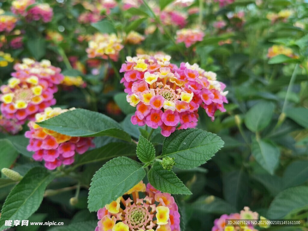 五彩斑斕馬纓丹花卉綻放