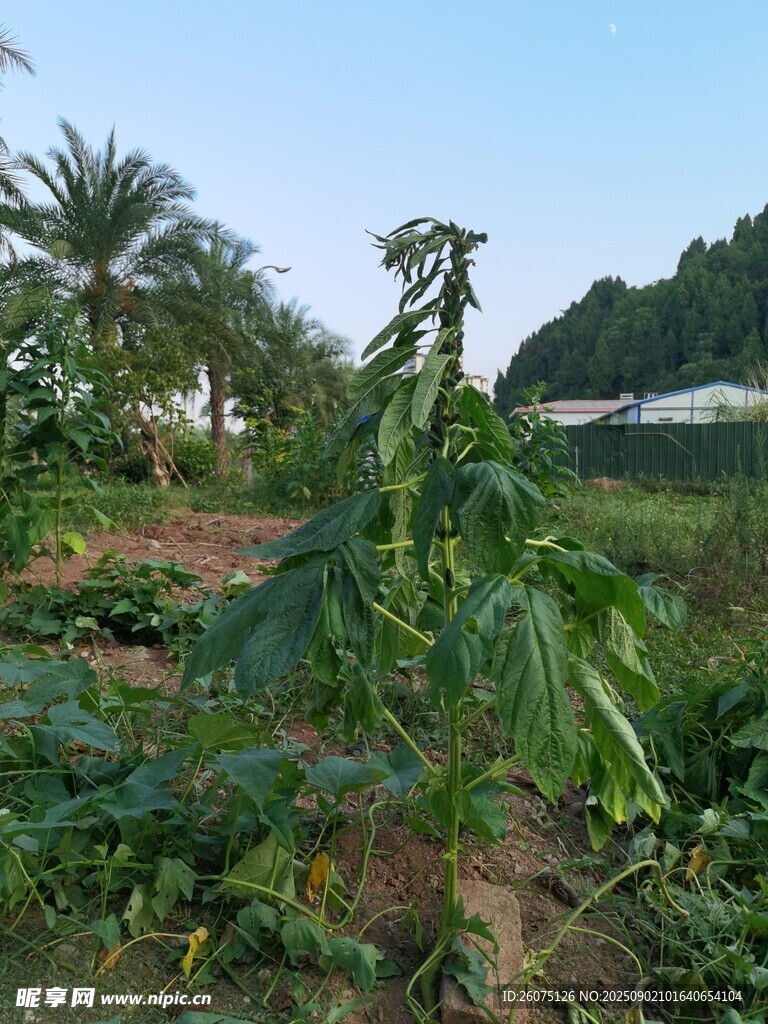 田間挺立的芝麻植株