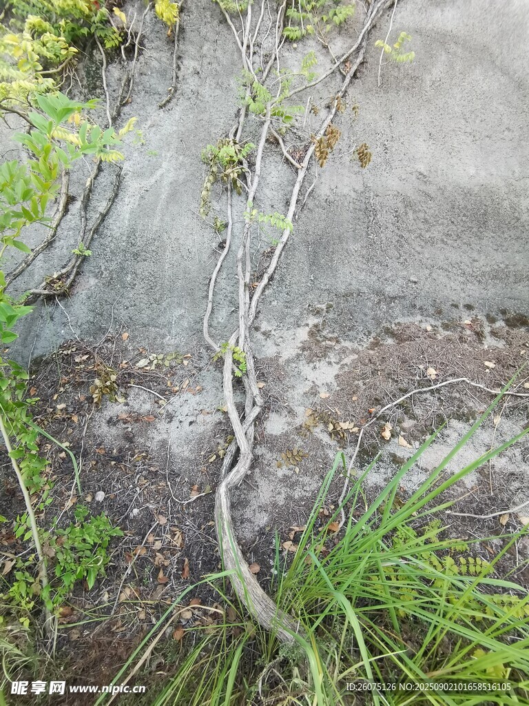 巖石旁生長的綠植與樹根