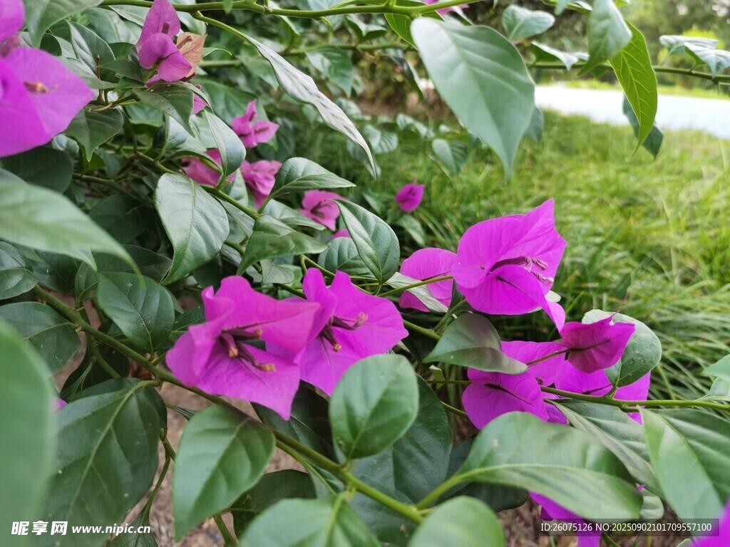 艷麗紫花綻放綠葉間