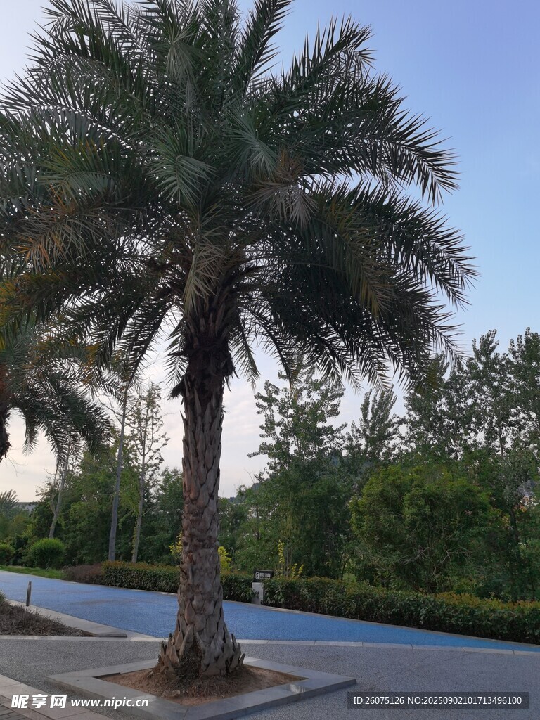 道路旁的高大棕櫚樹