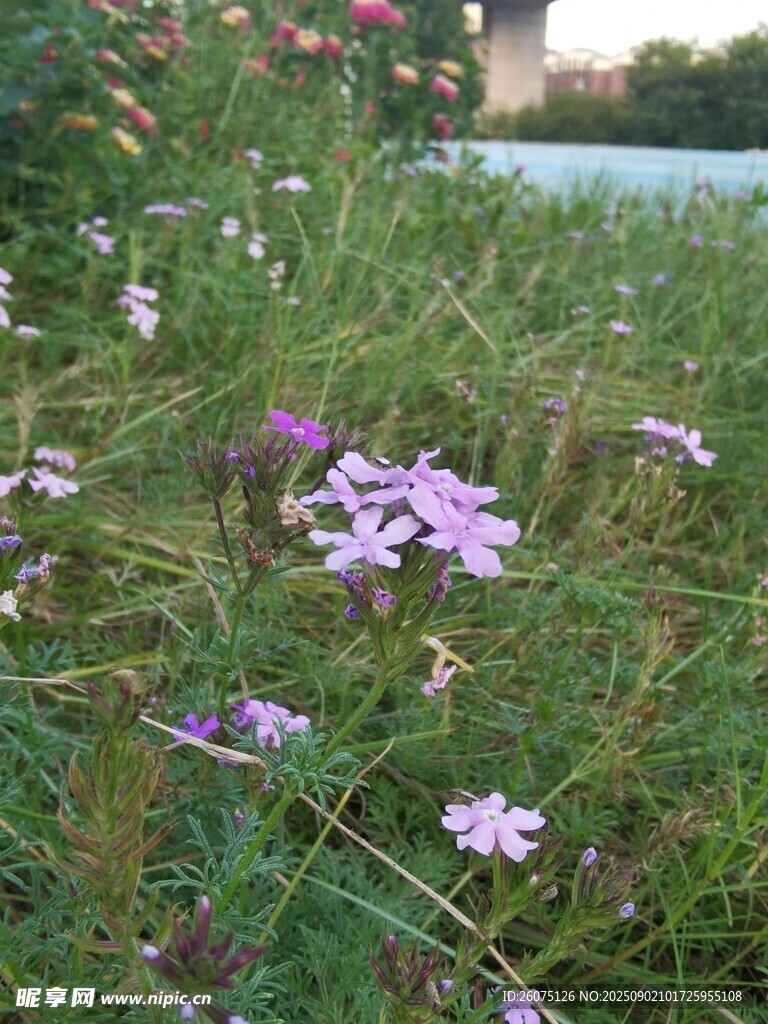 草叢中的紫色小花綻放