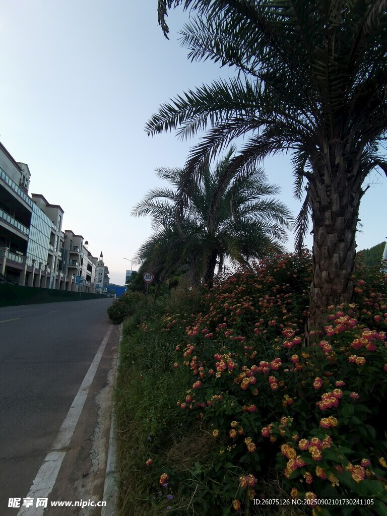 路邊花卉與棕櫚樹(shù)景觀