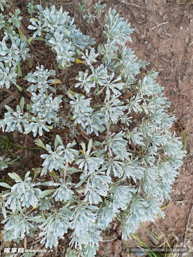 銀葉植物特寫