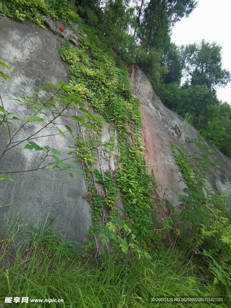 長滿綠植藤蔓的灰色石壁