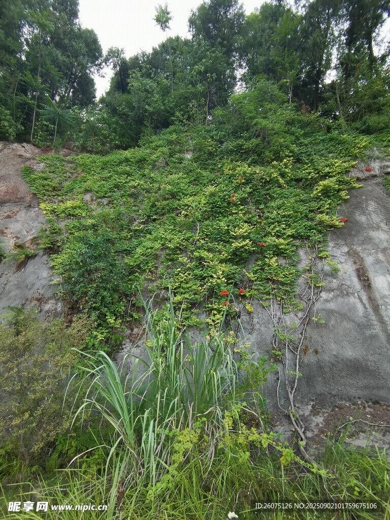 山坡上繁茂的綠色植被