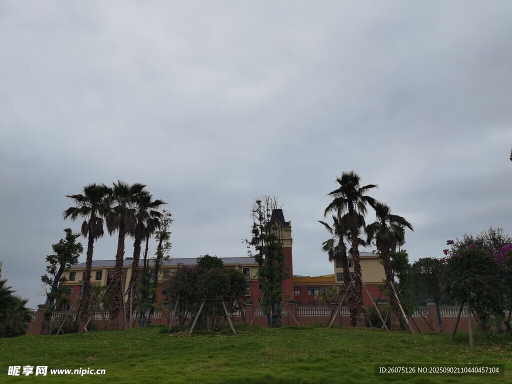 草地旁的棕櫚樹與建筑