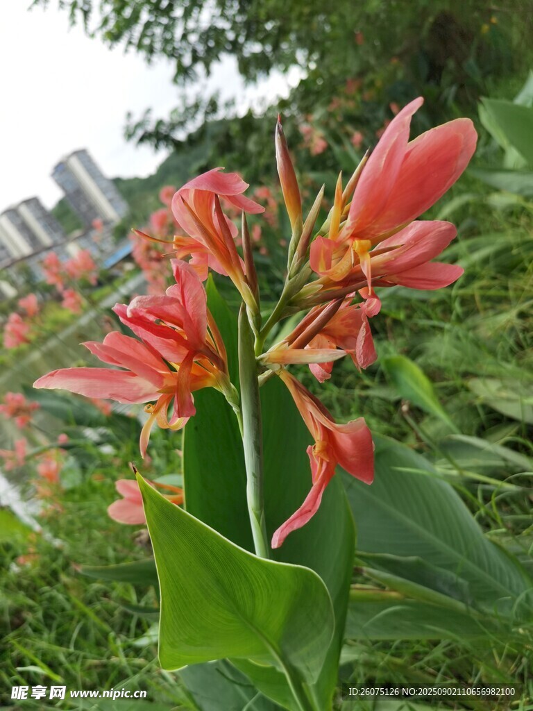 艷麗美人蕉綻放綠意間
