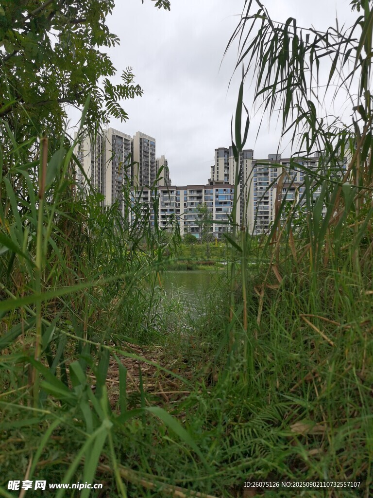 城市中茂盛的野生草地