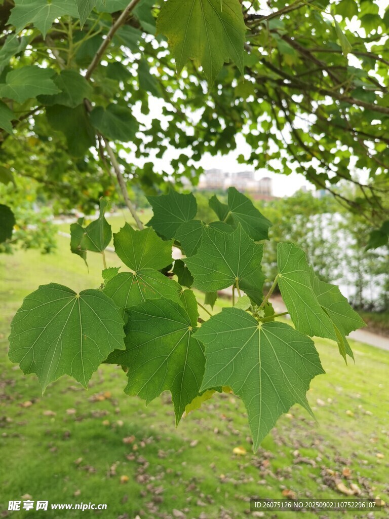 綠葉繁茂的戶外景致