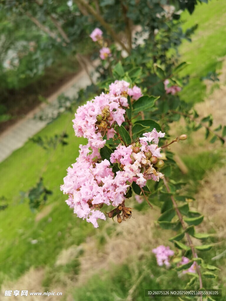 粉色嬌艷盛開的薔薇花