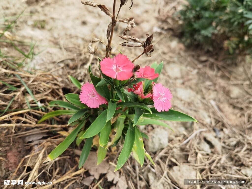 粉色小花綻放于草叢間