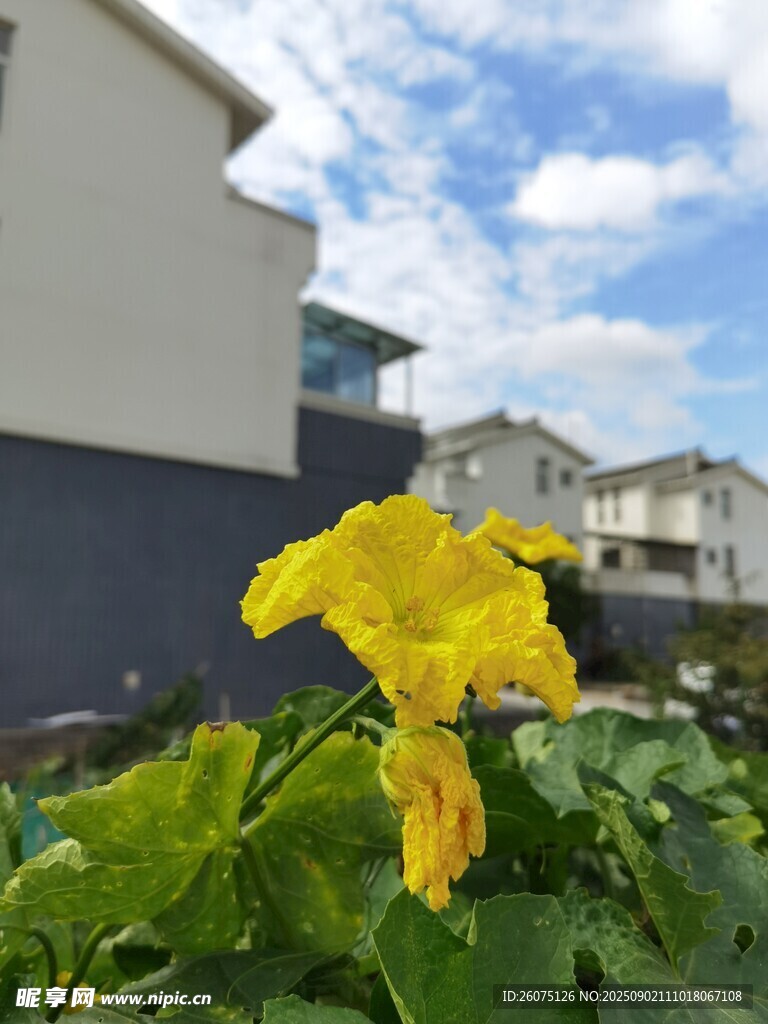 庭院中的明艷黃色南瓜花