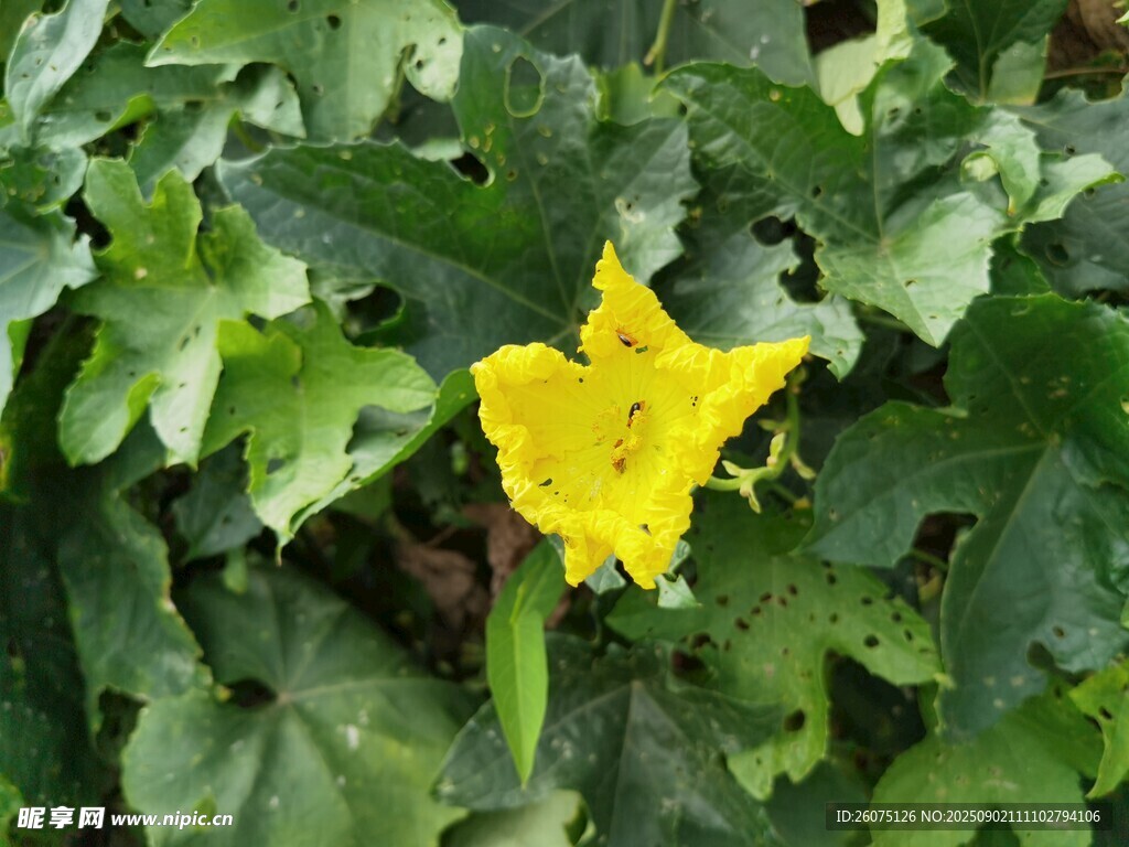 黃色小花綻放綠葉間