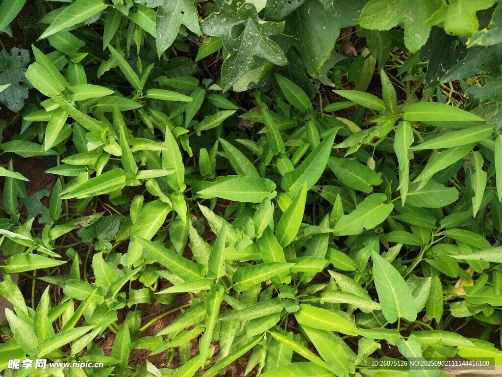 菜地里的嫩綠空心菜