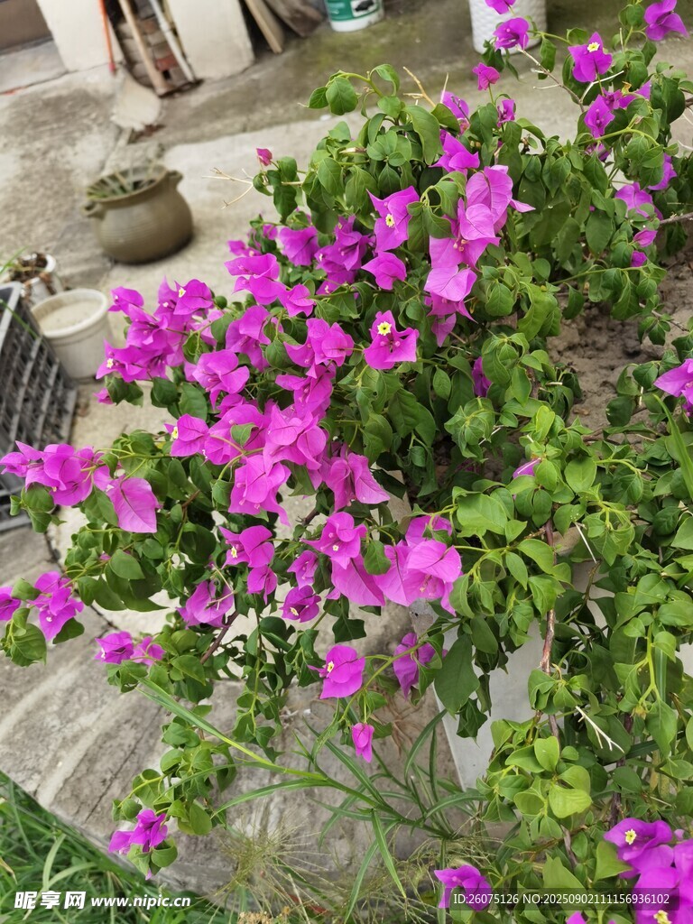 艷麗三角梅綻放于庭院