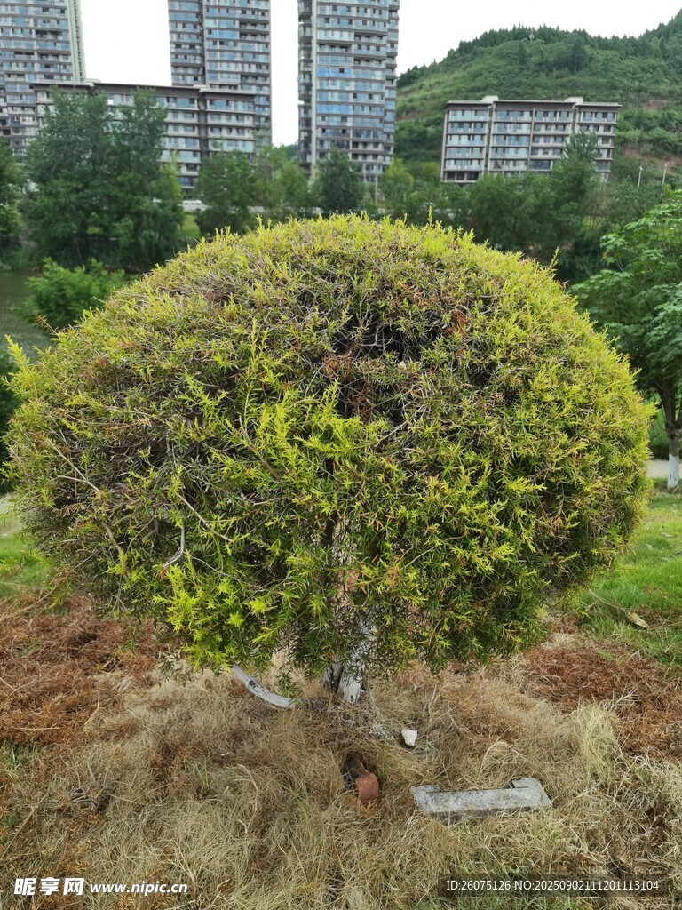 球形綠植景觀