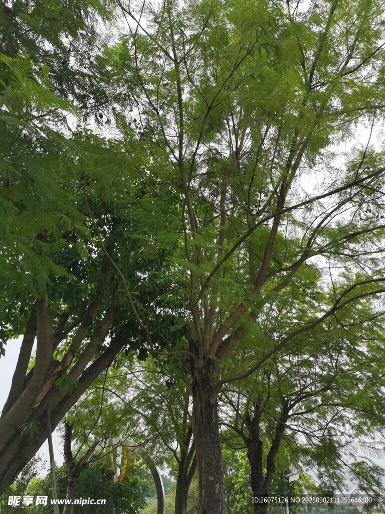 繁茂綠樹成蔭的林間景象