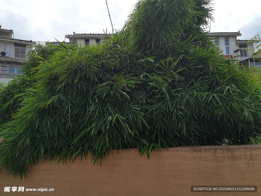 茂盛綠植墻自然清新景致