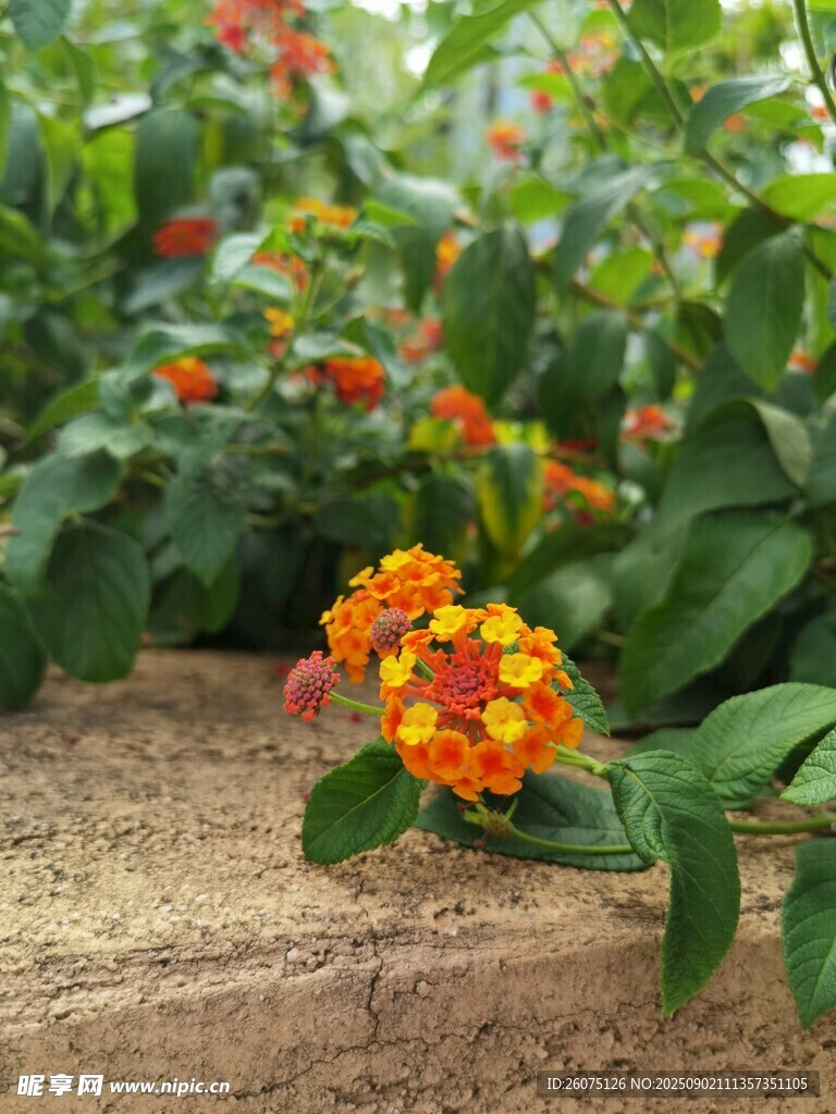 多彩馬纓丹綻放于花園