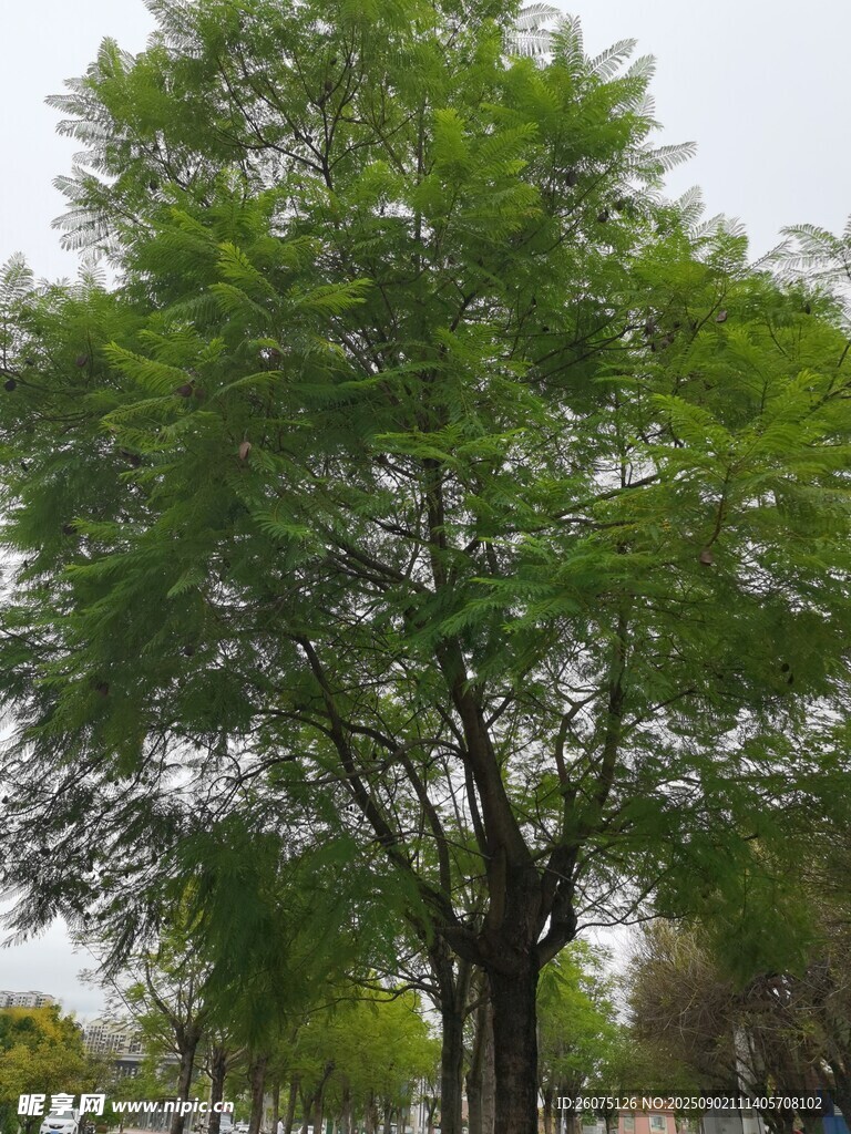 蔥郁大樹展現(xiàn)自然生機