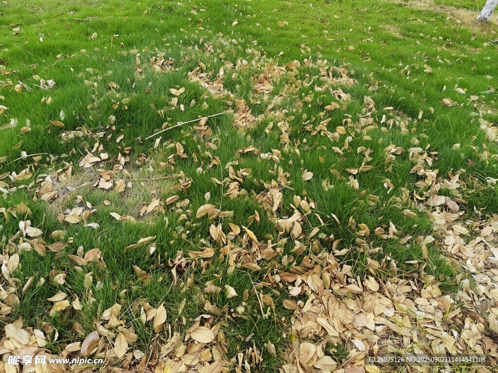 草地散落枯葉景象