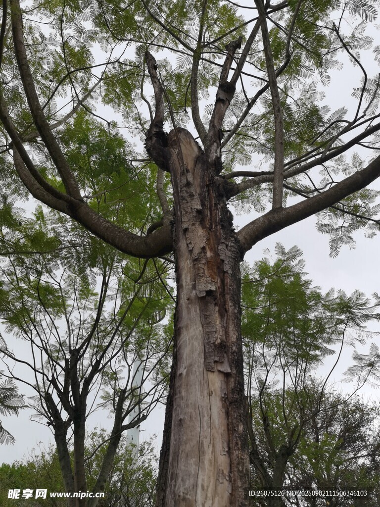 高大挺拔的古老樹木