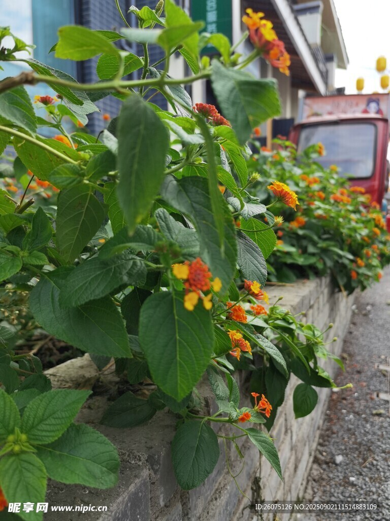 墻邊綻放的多彩花卉