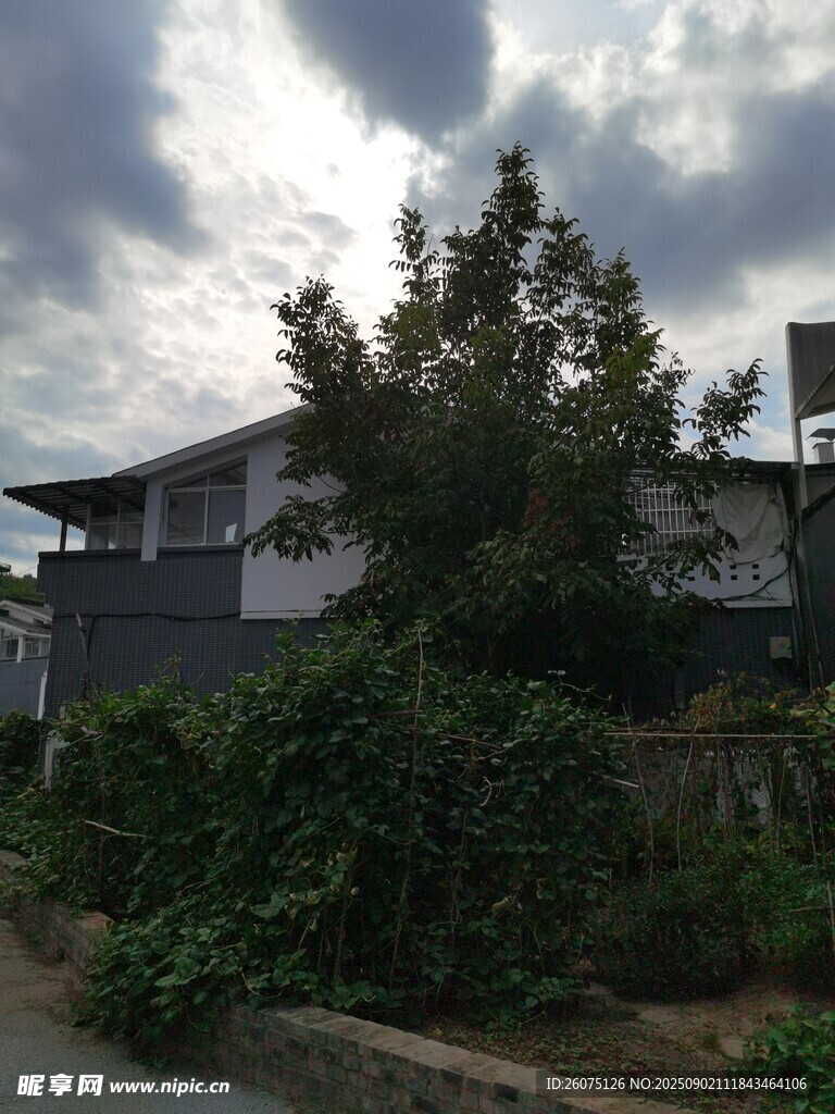 鄉(xiāng)村小屋旁的繁茂綠植
