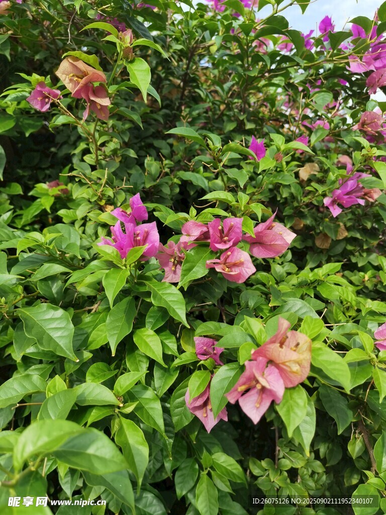 艷麗三角梅綻放綠葉間