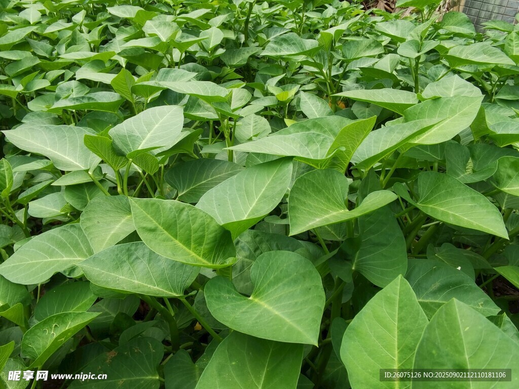 綠葉繁茂的空心菜植株